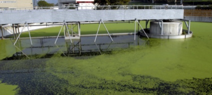 una-vecchia-vasca-del-depuratore-di-rancate-diventa-un-biotopo