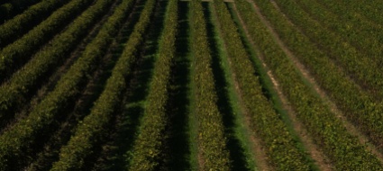in-barba-alla-pandemia-il-vino-italiano-va-a-gonfie-vele
