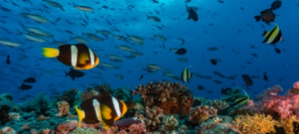 world-reef-day