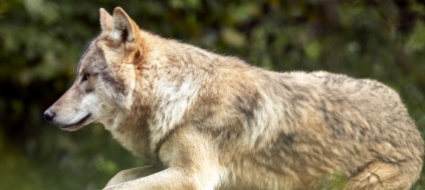 lupo-stanziati-500mila-franchi-per-proteggere-le-greggi