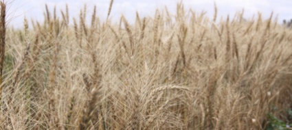russia-e-ucraina-firmano-l-accordo-sul-grano