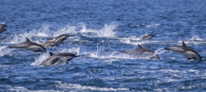 le-isole-faroe-limitano-la-caccia-ai-delfini