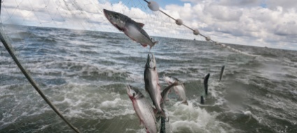 la-guerra-del-pesce