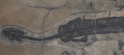 e-grigionese-una-nuova-specie-di-piccolo-dinosauro-marino