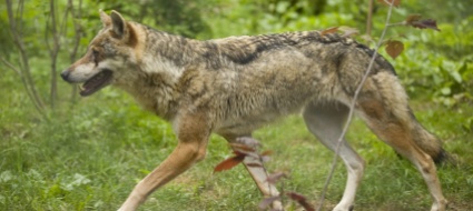 lupo-segue-una-persona-in-val-poschiavo