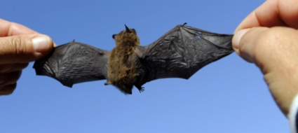 cugnasco-escursione-alla-scoperta-dei-pipistrelli