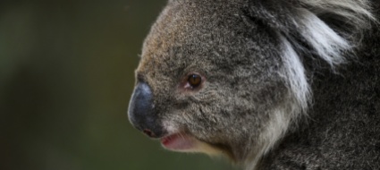 in-australia-e-allarme-per-le-troppe-estinzioni-di-specie