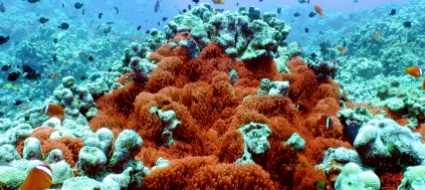 la-barriera-corallina-delle-fiji