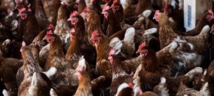 allevamento-intensivo-piu-spazio-per-le-galline-ovaiole