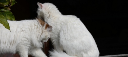 animali-da-compagnia-passata-la-pandemia