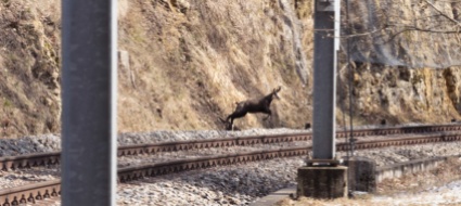 treno-urta-un-capriolo-grossi-disagi-sulla-linea-berna-olten