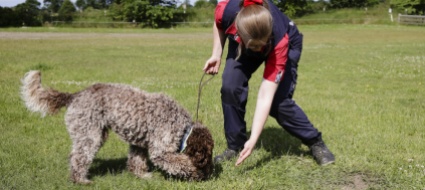 peste-suina-turgovia-addestra-cani-per-individuarla