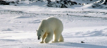 turista-francese-ferita-da-un-orso-polare-alle-svalbard
