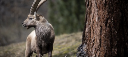 morto-lo-stambecco-salvato-dalla-scatoletta-di-tonno