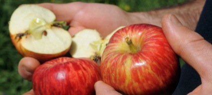 corso-sulle-tecniche-di-innesto-con-i-frutticoltori-ticinesi