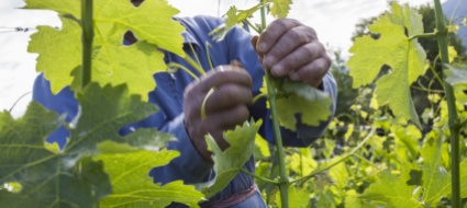 il-clima-obbliga-la-viticoltura-vallesana-a-ripensarsi