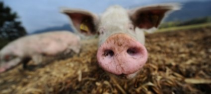 ma-quale-allevamento-intensivo-in-svizzera