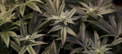 maxisequestro-di-marijuana-in-provincia-di-bari