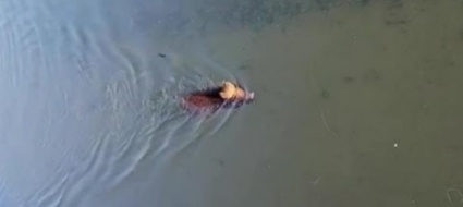 sapessi-com-e-strano-un-cinghiale-nel-naviglio-a-milano