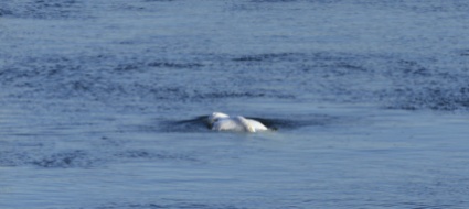 morto-il-beluga-che-si-era-smarrito-nella-senna