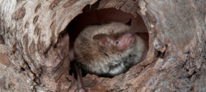 lugano-metti-un-incontro-con-i-pipistrelli-al-parco-ciani