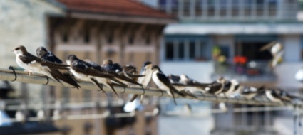 camedo-rondini-e-balestrucci-dove-vanno