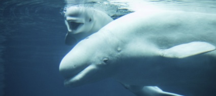 avvistato-un-cetaceo-beluga-nella-senna