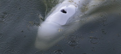 beluga-nella-senna-riuscita-la-prima-parte-della-liberazione