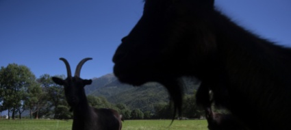 fa-sesso-con-delle-capre-uomo-preso-in-flagrante