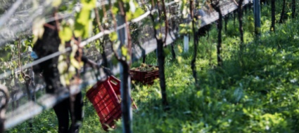 prezzo-d-acquisto-delle-uve-si-torna-alle-cifre-prepandemiche