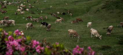 alta-vallemaggia-due-vitelline-ferite-dal-lupo