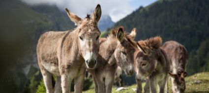 asini-muli-e-bardotti-non-vanno-trattati-come-cavalli