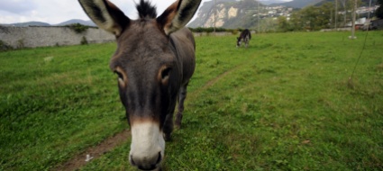 asini-in-fuga-seminano-il-panico-sulle-strade