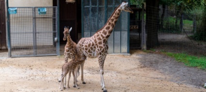 fiocco-rosa-allo-zoo-di-basilea-ecco-tufani