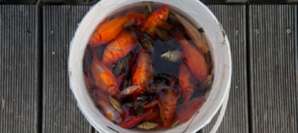sano-si-ma-all-apparenza