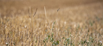 i-defunti-verranno-trasformati-in-concime-per-campi