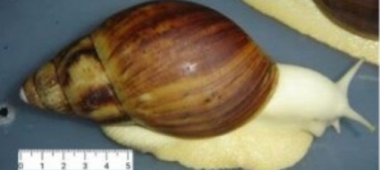 lumache-giganti-in-un-campo-sportivo-di-saxon