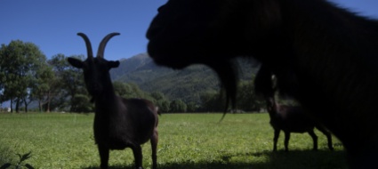 lupo-a-isone-uccide-una-capra-e-ne-ferisce-una-seconda