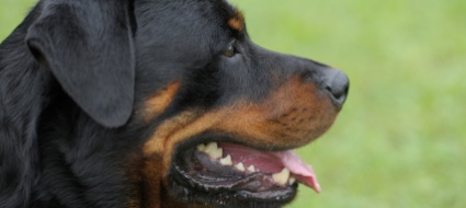 pene-con-la-condizionale-per-il-rottweiler-aggressivo