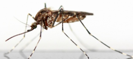 mosquitoalert-una-app-per-tracciare-le-zanzare
