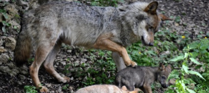 lupo-c-e-bisogno-di-cambiare-le-regole-d-ingaggio