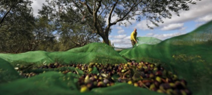 meno-olive-in-italia-ecco-servito-il-caro-olio