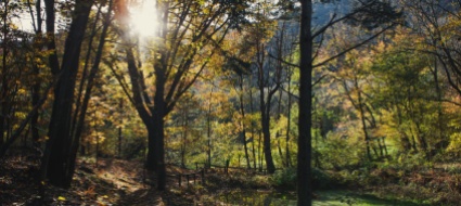 naturalmente-accompagnati-lungo-il-sentiero-del-bosco-di-maia