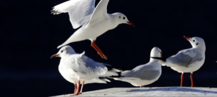 uccelli-una-specie-su-otto-rischia-l-estinzione