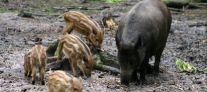 peste-suina-le-aree-di-sosta-in-ticino-sono-luoghi-a-rischio