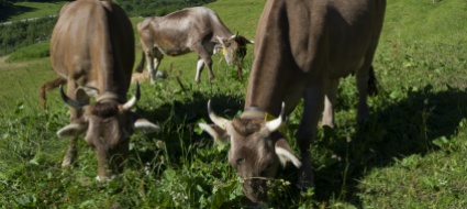 superfici-agricole-che-si-riducono