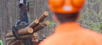 lavori-forestali-nelle-selve-degli-appalti
