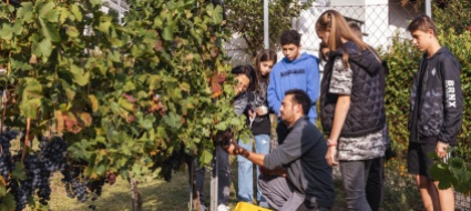 arcegno-la-prima-vendemmia-al-vigneto-di-luca