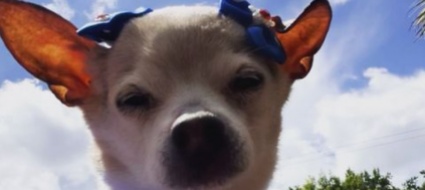 e-morto-il-cane-piu-vecchio-del-mondo-aveva-22-anni