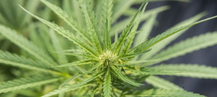 piante-di-marijuana-a-claro-due-persone-denunciate